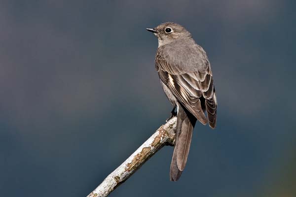 Townsend's Solitaire | Myadestes townsendi photo