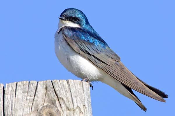 Tree Swallow | Tachycineta bicolor photo