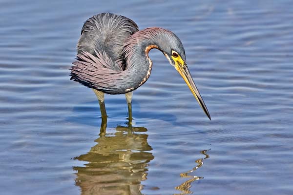 Tricolored Heron | Egretta tricolor photo