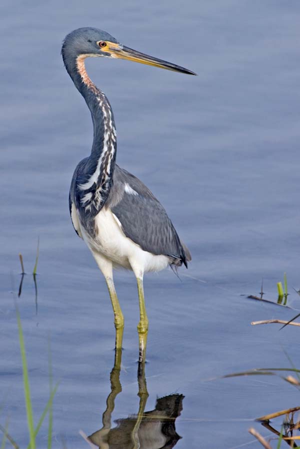 Tricolored Heron | Egretta tricolor photo