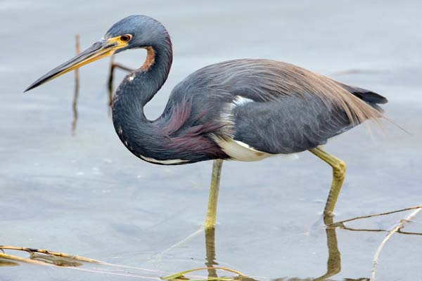 Tricolored Heron | Egretta tricolor photo