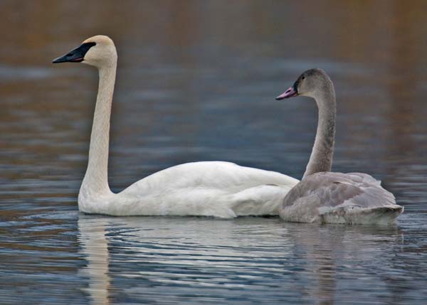 Trumpeter Swan | Cygnus buccinator photo