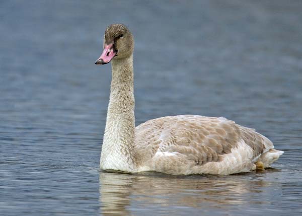 Trumpeter Swan | Cygnus buccinator photo