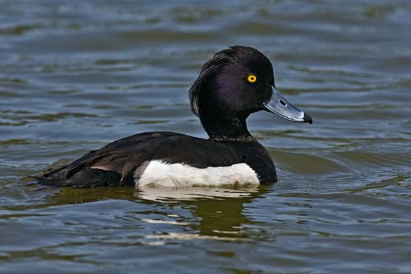 Tufted Duck | Aythya fuligula photo