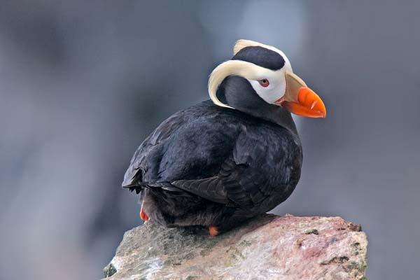 Tufted Puffin | Fratercula cirrhata photo