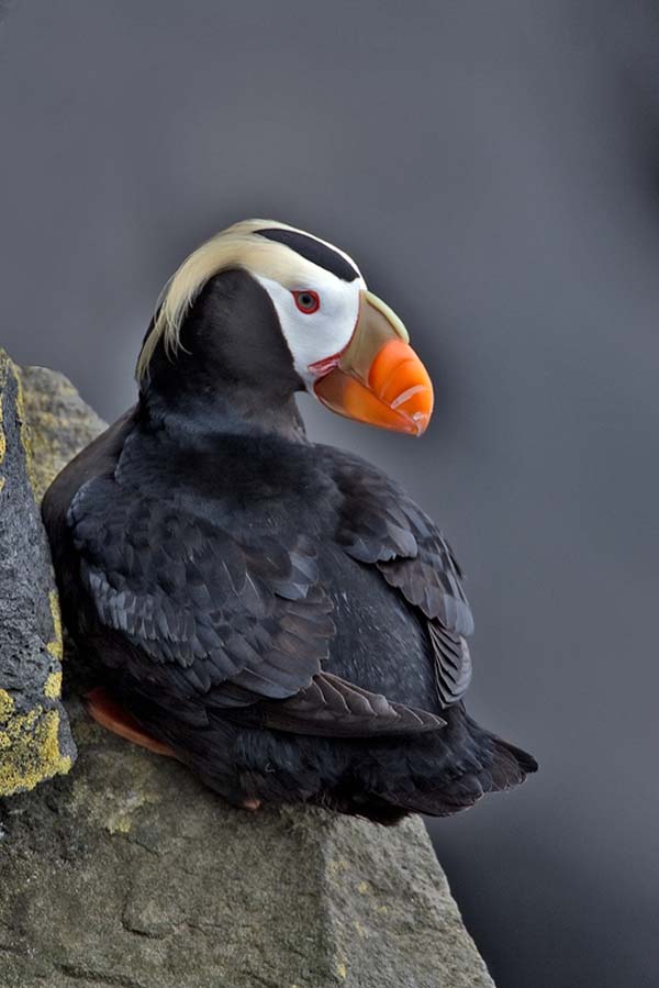 Tufted Puffin | Fratercula cirrhata photo