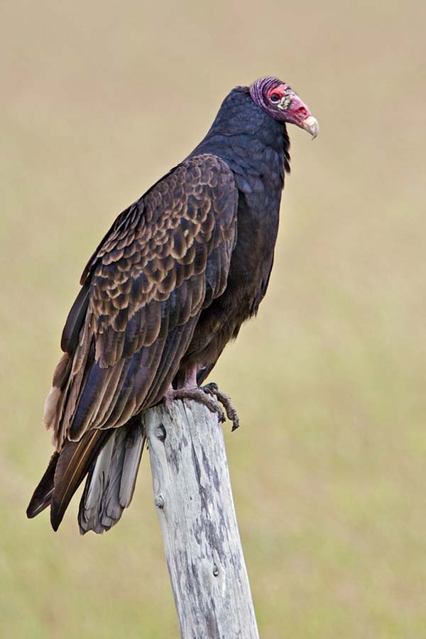 Turkey Vulture | Cathartes aura photo