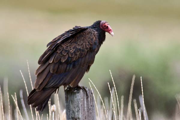 Turkey Vulture | Cathartes aura photo