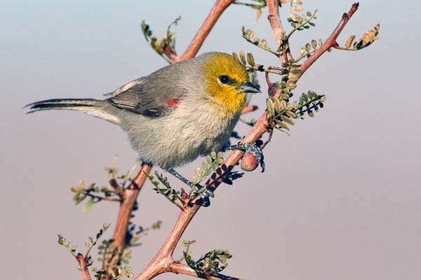 Verdin | Auriparus flaviceps photo