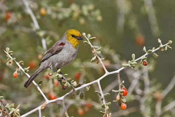 Verdin | Auriparus flaviceps photo