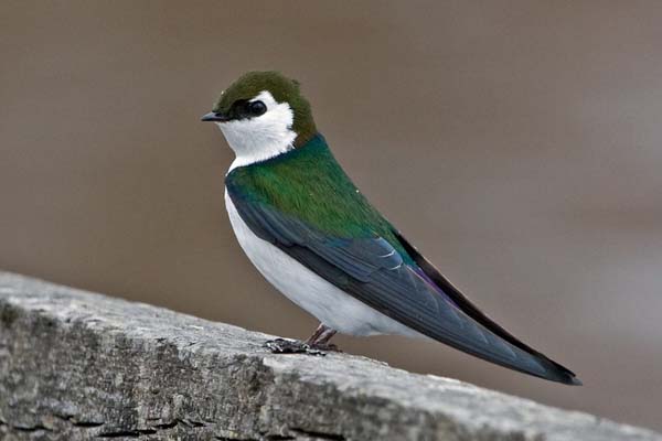 Violet-green Swallow | Tachycineta thalassina photo