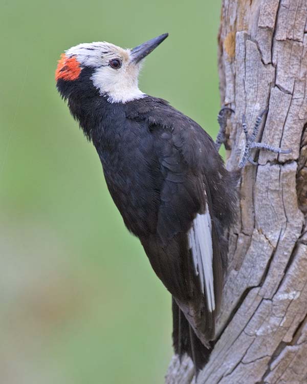 White-headed Woodpecker | Picoides albolarvatus photo