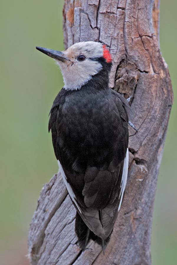 White-headed Woodpecker | Picoides albolarvatus photo