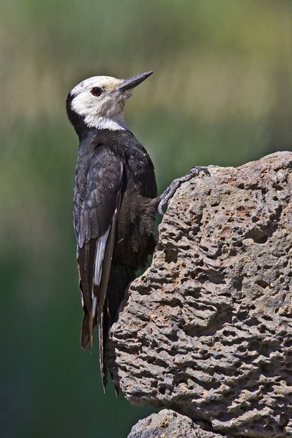 White-headed Woodpecker | Picoides albolarvatus photo