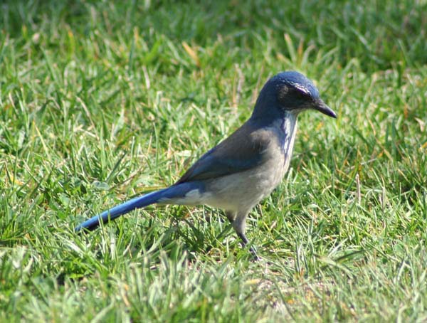 Western Scrub-Jay | Aphelocoma californica photo