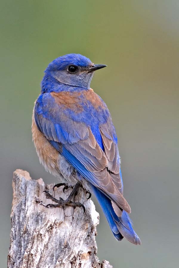 Western Bluebird Sialia mexicana Bird