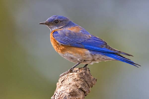 Western Bluebird | Sialia mexicana photo