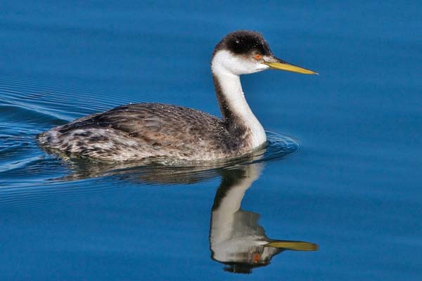 Western Grebe | Aechmophorus occidentalis photo