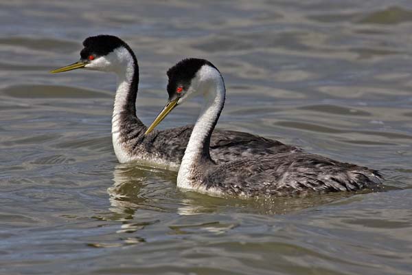 Western Grebe | Aechmophorus occidentalis photo