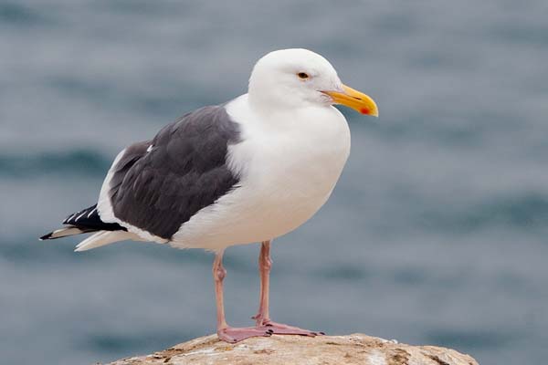 Western Gull | Larus occidentalis photo