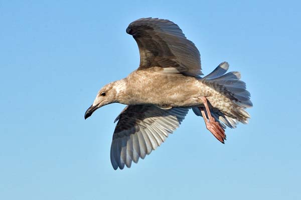 Western Gull | Larus occidentalis photo