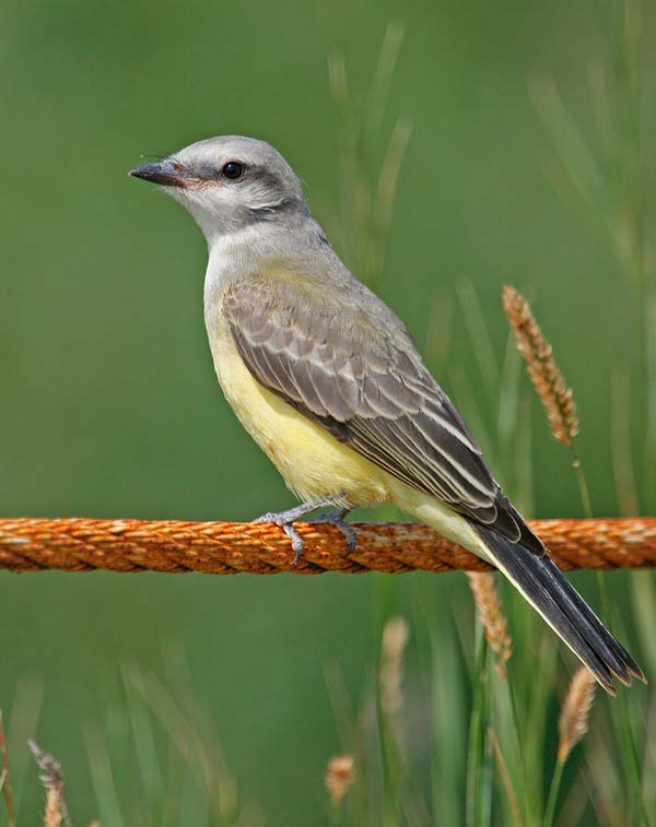 Western Kingbird | Tyrannus verticalis photo