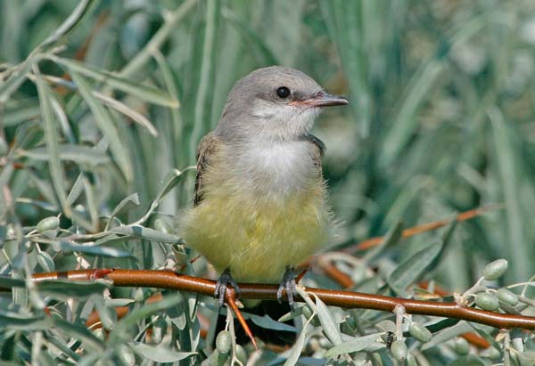 Western Kingbird | Tyrannus verticalis photo