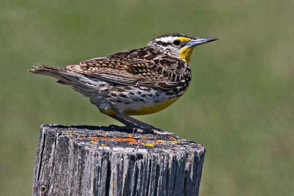 Western Meadowlark | Sturnella neglecta photo