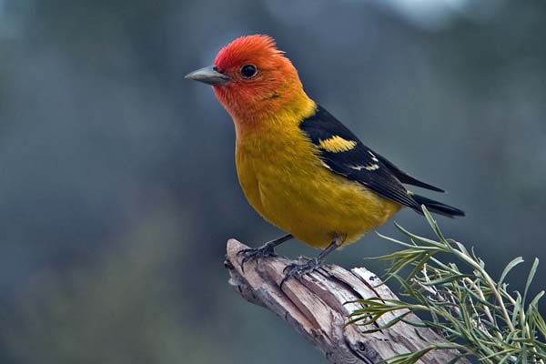 Western Tanager | Piranga ludoviciana photo