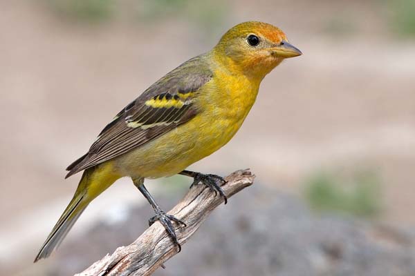 Western Tanager | Piranga ludoviciana | Bird