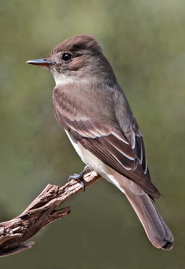 Western Wood-Pewee | Contopus sordidulus photo