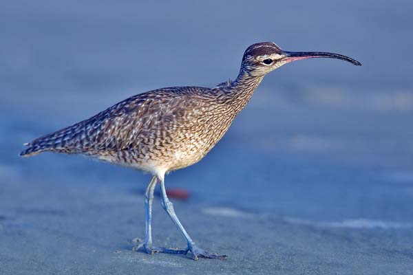 Whimbrel | Numenius phaeopus photo