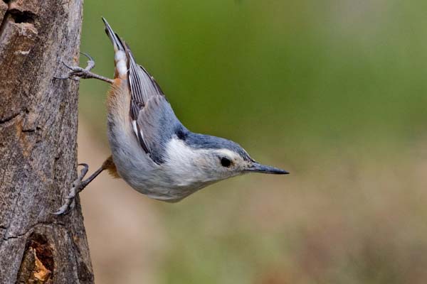 White-breasted Nuthatch | Sitta carolinensis photo