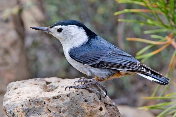 White-breasted Nuthatch | Sitta carolinensis photo