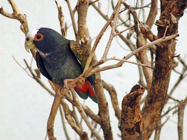 White-crowned Parrot | Pionus senilis photo