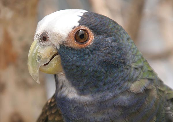 White-crowned Parrot | Pionus senilis photo