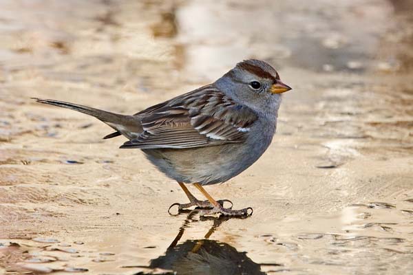 White-crowned Sparrow | Zonotrichia leucophrys photo