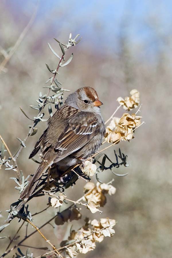 White-crowned Sparrow | Zonotrichia leucophrys photo