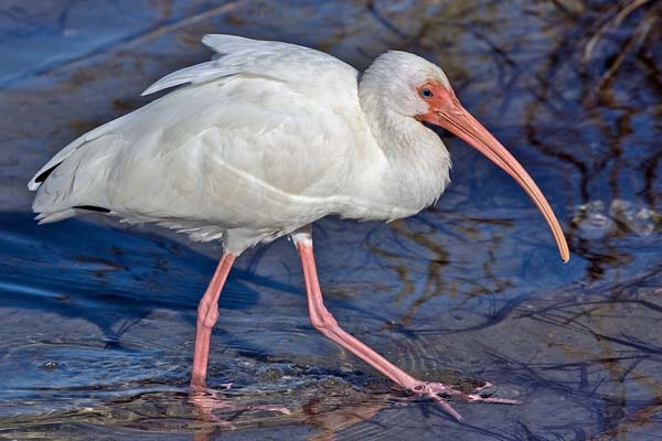 White Ibis | Eudocimus albus photo