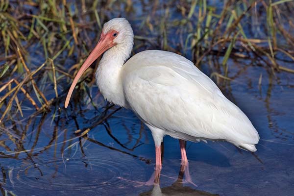 White Ibis | Eudocimus albus photo