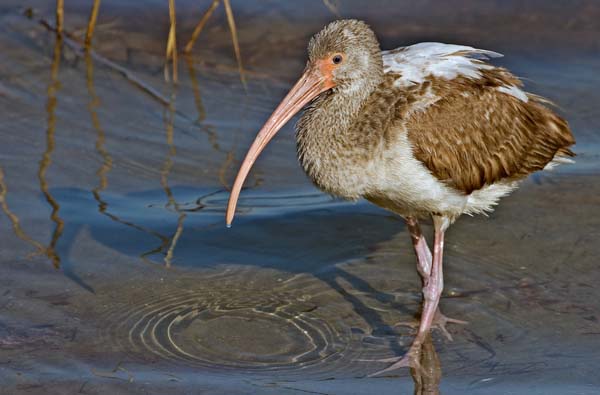 White Ibis | Eudocimus albus photo