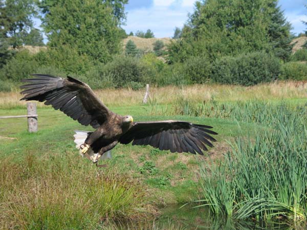 White-tailed Eagle | Haliaeetus albicilla photo