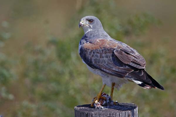 White-tailed Hawk | Buteo albicaudatus photo