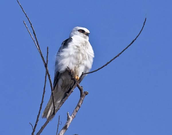 White-tailed Kite | Elanus leucurus photo