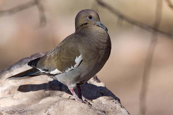 White-winged Dove | Zenaida asiatica photo