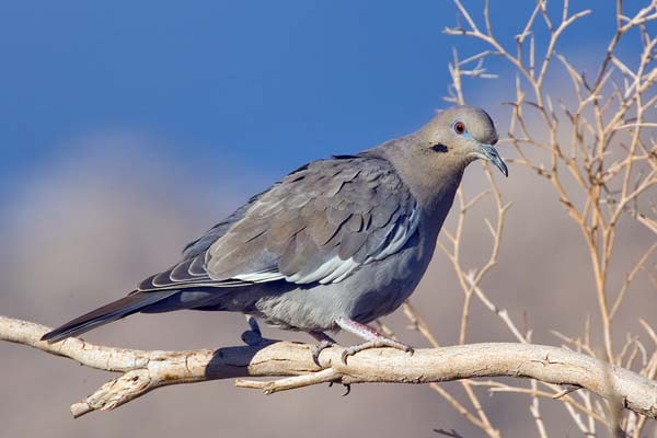 White-winged Dove | Zenaida asiatica photo