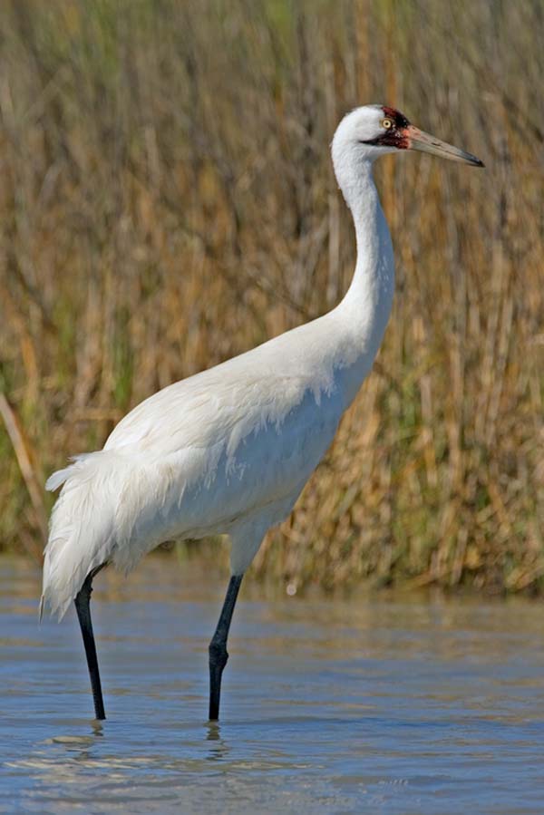 Whooping Crane | Grus americana photo