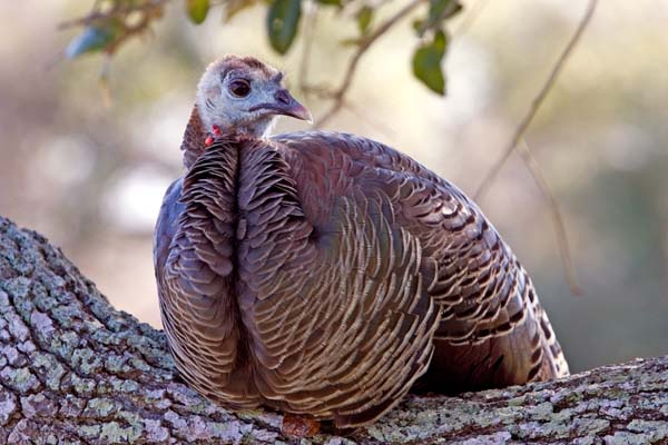 Wild Turkey | Meleagris gallopavo photo