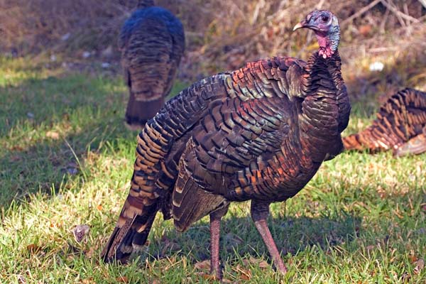 Wild Turkey | Meleagris gallopavo photo