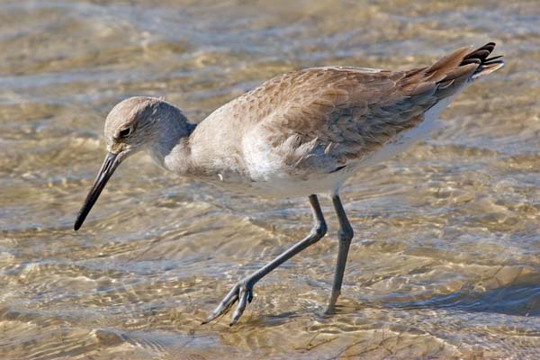 Willet | Tringa semipalmata photo